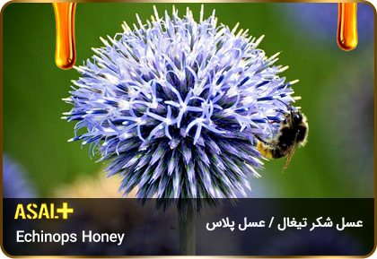 عسل-شکر-تیغال-Echinops-honey-عسل-پلاس_05